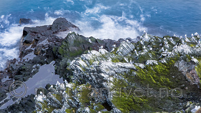 KA_150408_21 / Rissa tridactyla / Krykkje