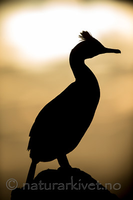 KA_150408_212 / Phalacrocorax aristotelis / Toppskarv