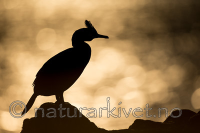 KA_150408_219 / Phalacrocorax aristotelis / Toppskarv