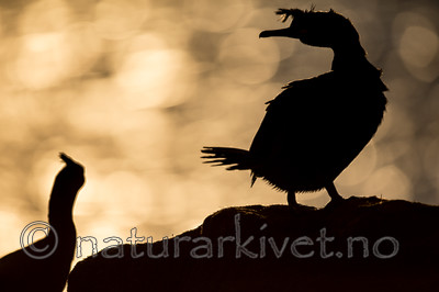 KA_150408_228 / Phalacrocorax aristotelis / Toppskarv