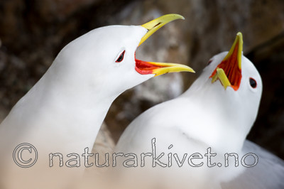 KA_150408_29 / Rissa tridactyla / Krykkje