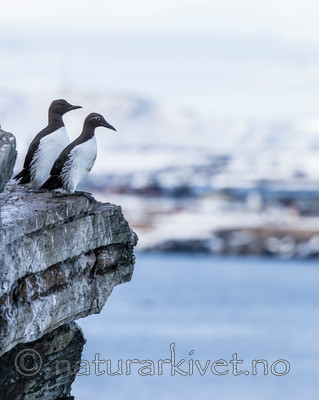KA_150408_3 / Uria aalge / Lomvi