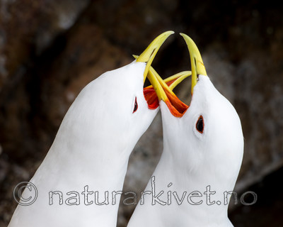 KA_150408_31 / Rissa tridactyla / Krykkje