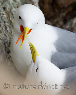 KA_150408_40 / Rissa tridactyla / Krykkje