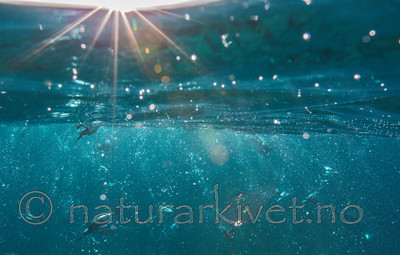 KA_150408_76 / Uria aalge / Lomvi