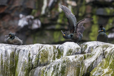 KA_150409_20 / Phalacrocorax aristotelis / Toppskarv <br /> Rissa tridactyla / Krykkje
