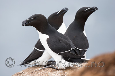 KA_150409_47 / Alca torda / Alke