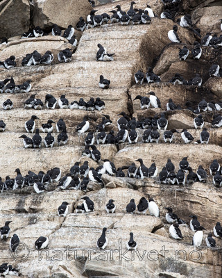 KA_150409_67 / Uria aalge / Lomvi <br /> Uria lomvia / Polarlomvi