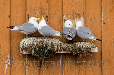 KA_150409_84 / Rissa tridactyla / Krykkje