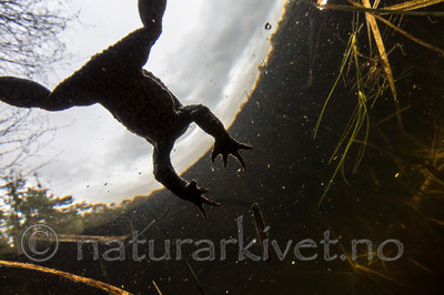 KA_150424_1 / Bufo bufo / Nordpadde