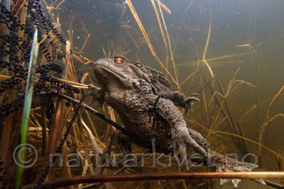 KA_150424_10 / Bufo bufo / Nordpadde