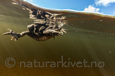 KA_150430_15 / Bufo bufo / Nordpadde
