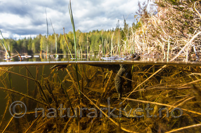 KA_150430_5 / Bufo bufo / Nordpadde