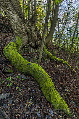 KA_150513_6 / Tilia cordata / Lind