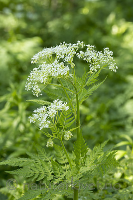 KA_150609_18 / Myrrhis odorata / Spansk kjørvel