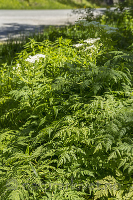 KA_150609_20 / Myrrhis odorata / Spansk kjørvel