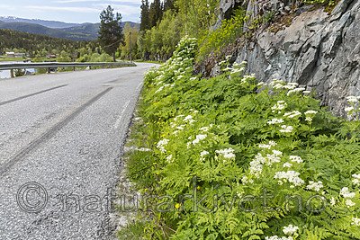 KA_150611_38 / Myrrhis odorata / Spansk kjørvel