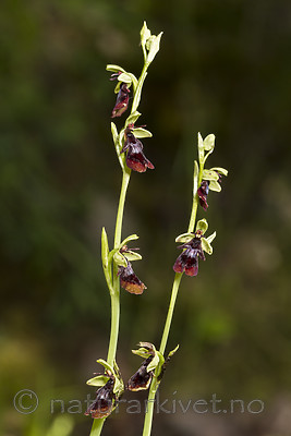 KA_150616_3 / Ophrys insectifera / Flueblom