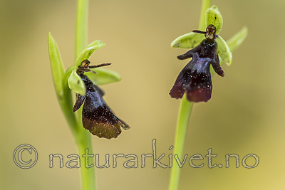 KA_150616_7 / Ophrys insectifera / Flueblom