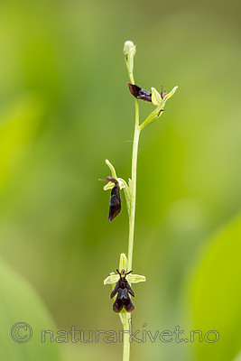KA_150619_10 / Ophrys insectifera / Flueblom