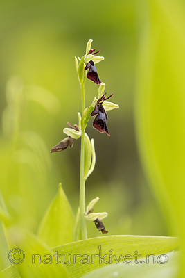 KA_150619_12 / Ophrys insectifera / Flueblom