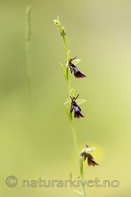 KA_150619_5 / Ophrys insectifera / Flueblom