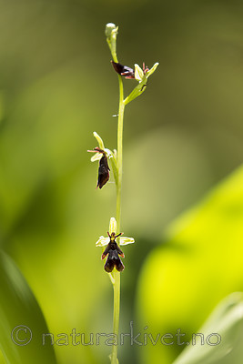 KA_150619_8 / Ophrys insectifera / Flueblom