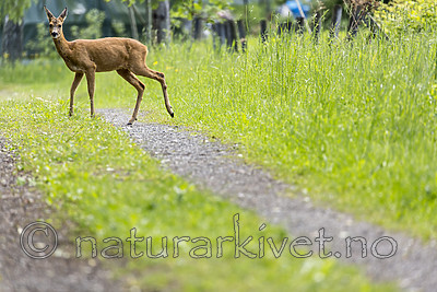 KA_150622_49 / Capreolus capreolus / Rådyr