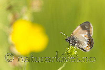 KA_150622_60 / Coenonympha hero / Heroringvinge