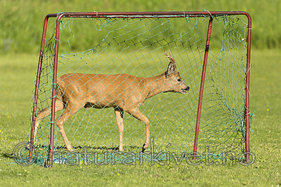 KA_150622_71 / Capreolus capreolus / Rådyr