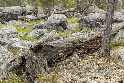 KA_150708_26 / Pinus sylvestris / Furu