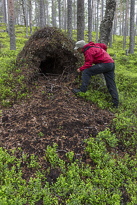 KA_150708_69 / Ursus arctos / Brunbjørn
