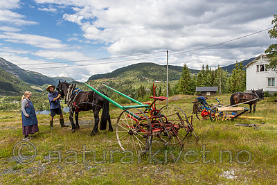 KA_150730_102 / Equus caballus / Hest