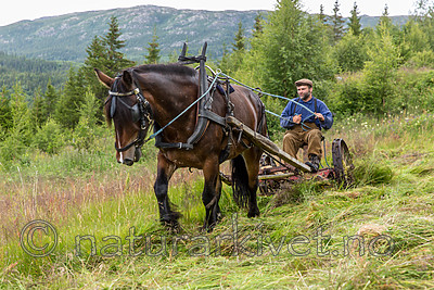 KA_150730_182 / Equus caballus / Hest