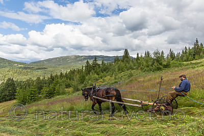 KA_150730_272 / Equus caballus / Hest