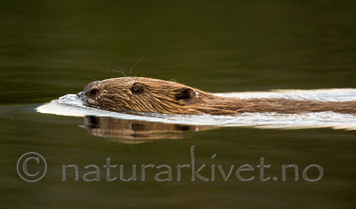 KA_150730_477 / Castor fiber / Bever