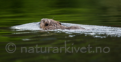 KA_150730_487 / Castor fiber / Bever