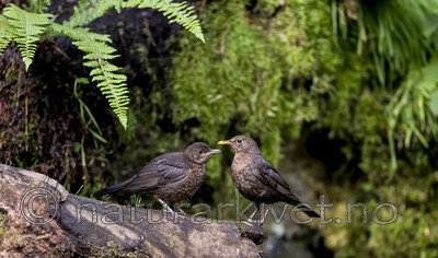 KA_150731_12 / Turdus merula / Svarttrost
