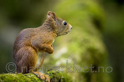 KA_150731_344 / Sciurus vulgaris / Ekorn