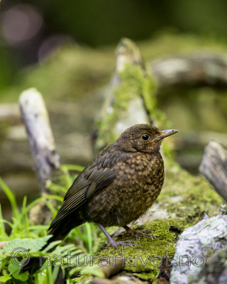 KA_150731_608 / Turdus merula / Svarttrost