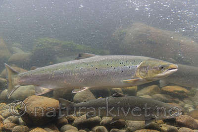 KA_150806_2 / Salmo salar / Laks <br /> Salmo trutta / ørret