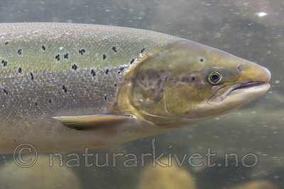 KA_150806_5 / Salmo salar / Laks