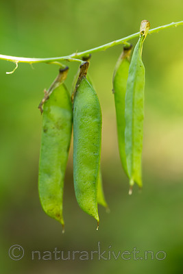 KA_150812_18 / Vicia pisiformis / Ertevikke