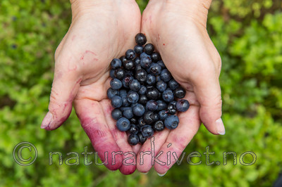 KA_150816_13 / Vaccinium myrtillus / Blåbær