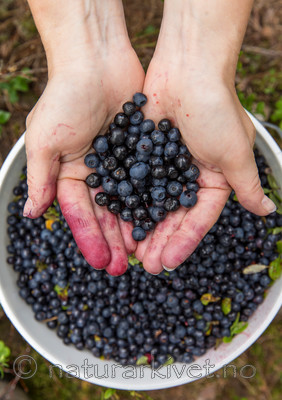 KA_150816_15 / Vaccinium myrtillus / Blåbær