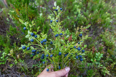 KA_150816_4 / Vaccinium myrtillus / Blåbær