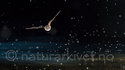 KA_150821_10 / Myotis daubentonii / Vannflaggermus