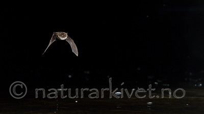 KA_150821_11 / Myotis daubentonii / Vannflaggermus