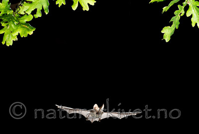 KA_150823_50 / Plecotus auritus / Brunlangøre