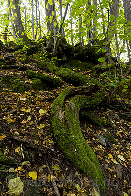 KA_151011_15 / Tilia cordata / Lind